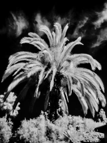 IR image of palm tree